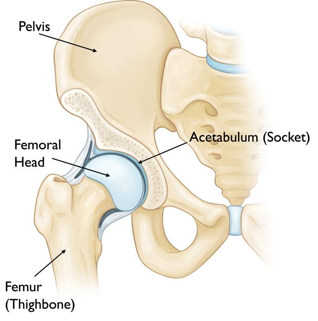 Normal hip anatomy
